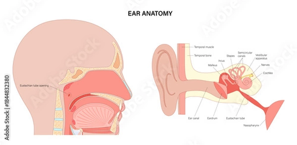 Obraz Eustachian tube poster