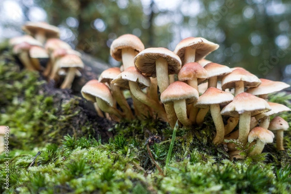 Fototapeta Grünblättriger Schwefelkopf