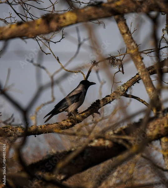 Obraz bird on a branch