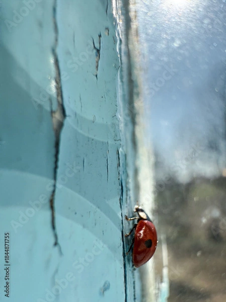 Fototapeta Tiny Red Beetle On Window, Red Ladybug Explores Textured Painted Window With Sunlight Reflection