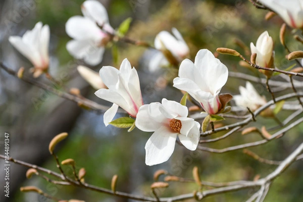 Obraz コブシ（辛夷）Kobushi Magnolia