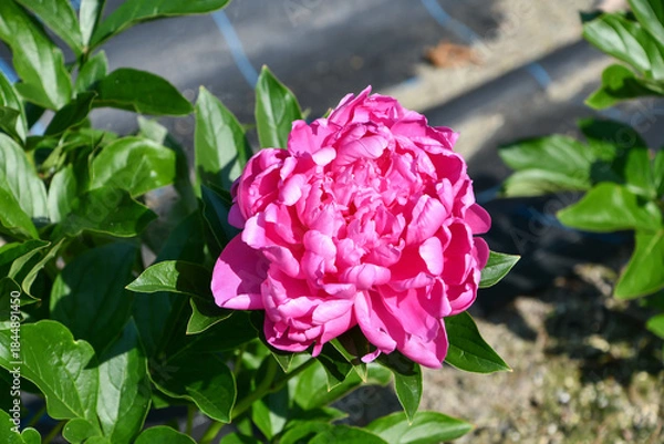 Obraz シャクヤク　「プリンセスマーガレット」　Peony