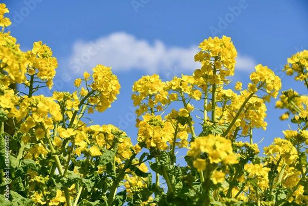 Obraz 青空と菜の花　Rapeseed blossoms under a clear blue sky	
