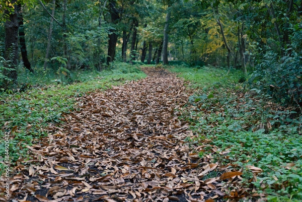 Obraz ふかふかの落ち葉の道