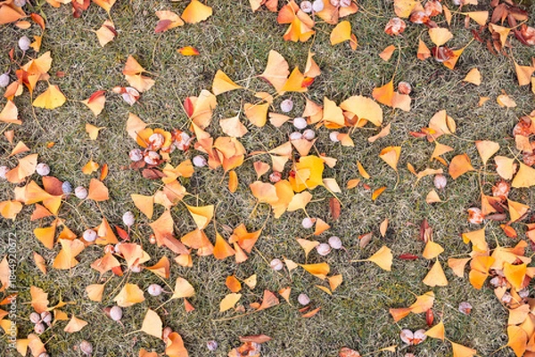 Obraz 芝生に落ちたイチョウの葉と銀杏