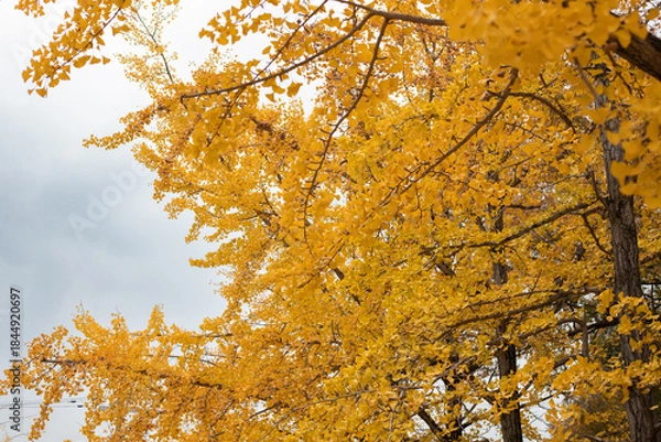 Obraz 真っ黄色に紅葉する銀杏