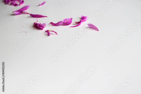 Obraz 散った芍薬の花びら