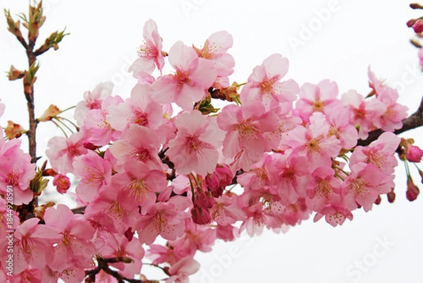 Fototapeta 満開の河津桜