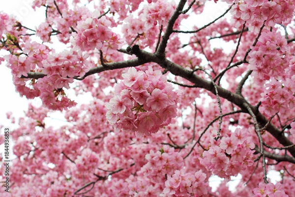 Fototapeta 満開の河津桜
