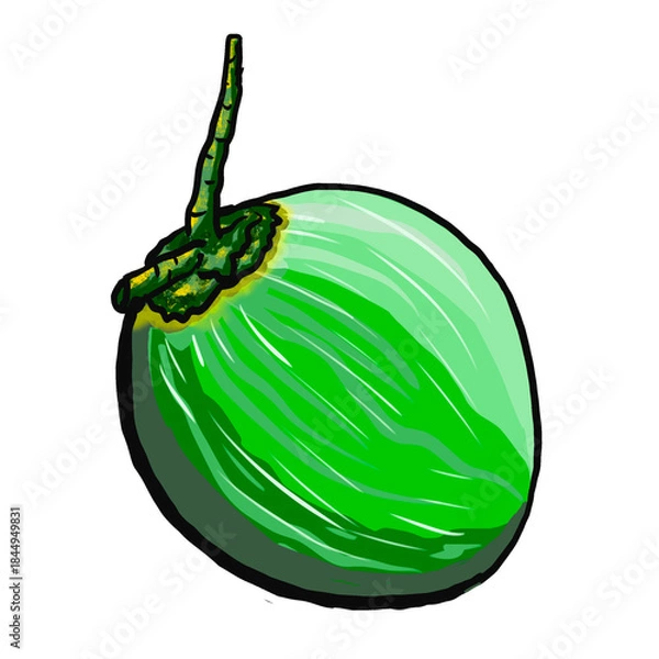 Obraz green coconut isolated on white background