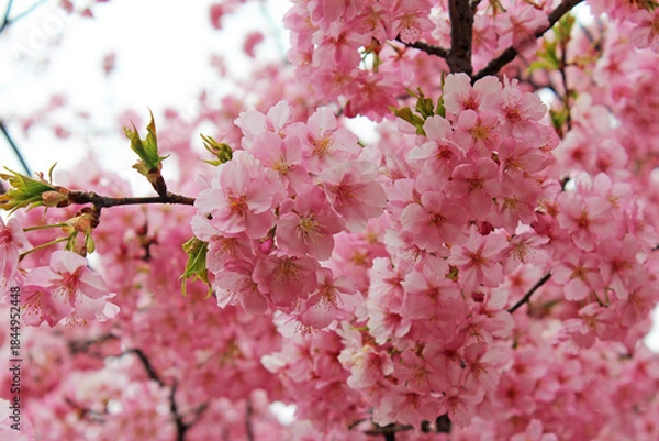 Fototapeta 満開の河津桜