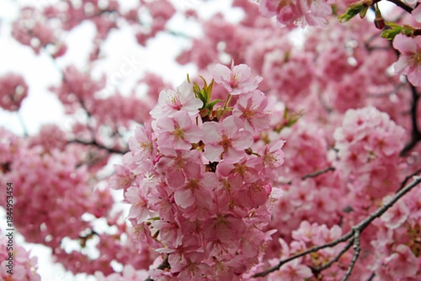 Fototapeta 満開の河津桜