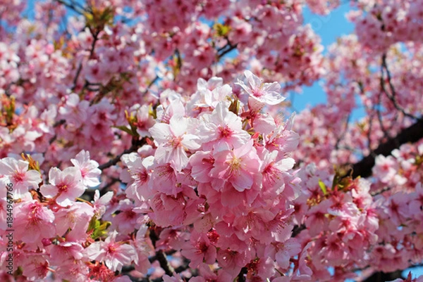 Fototapeta 満開の河津桜
