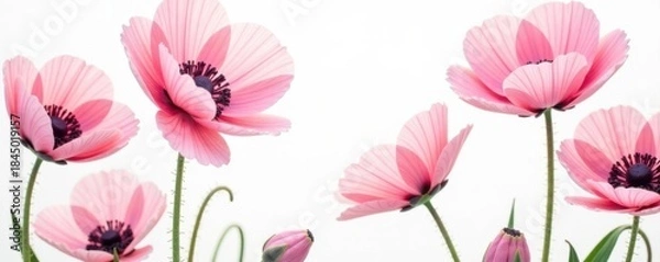 Fototapeta Delicate pink poppy floral pattern, white background, pink, floral pattern, repeating