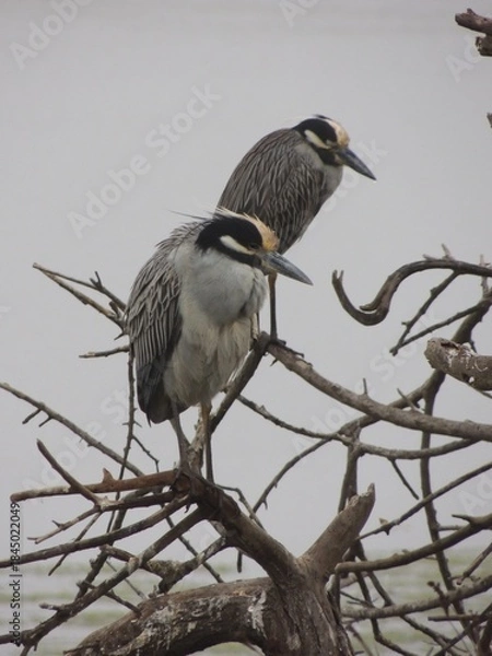 Obraz Two yellow crowned night herons resting on a dead tree 