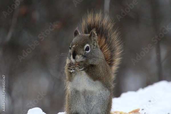 Obraz squirrel in the snow