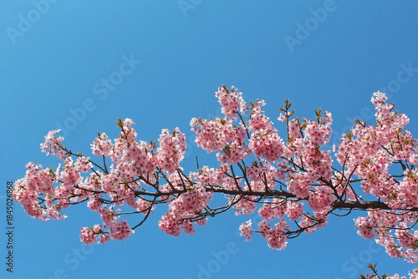 Fototapeta 満開の河津桜