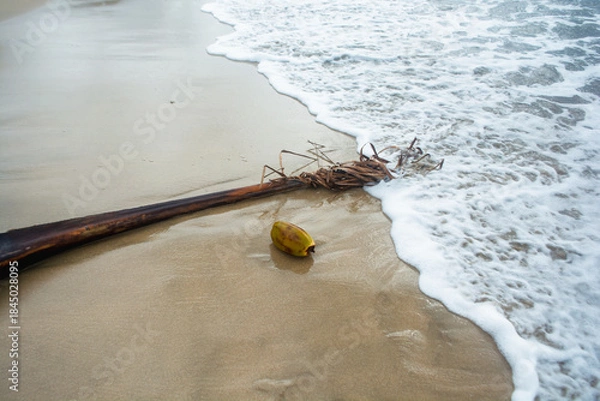 Obraz Coconuts and coconut tree trunks on the beach sand