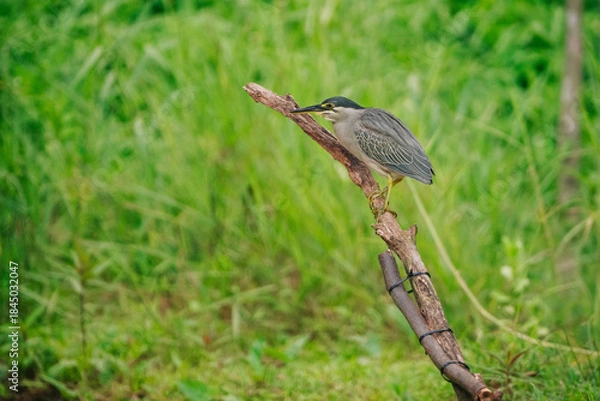 Obraz A grey little heron perched on a branch amidst lush green reeds and grasses, blending seamlessly with its surroundings.