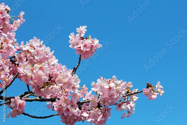 Obraz 満開の河津桜