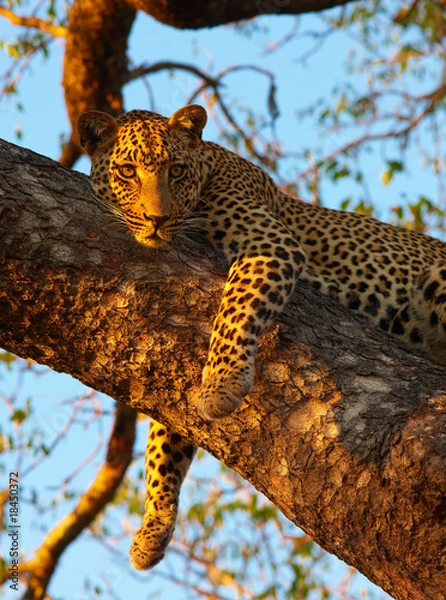 Obraz Leopard lying on the tree