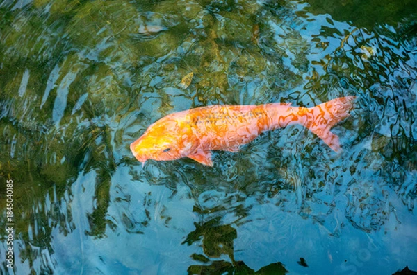 Fototapeta 日本の大きなニシキゴイ
