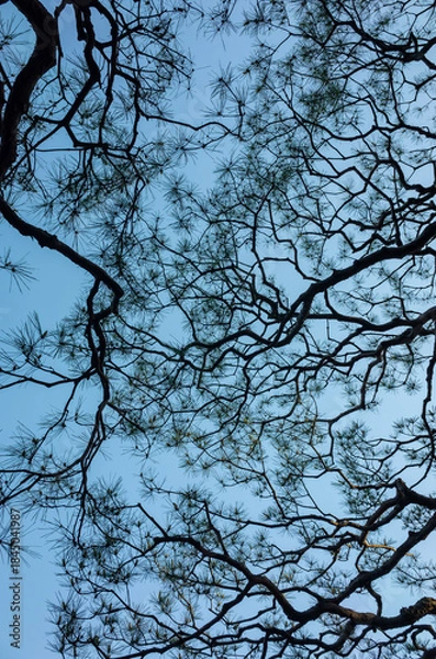 Fototapeta 松の木の枝を見上げる