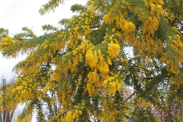 Fototapeta ミモザの花