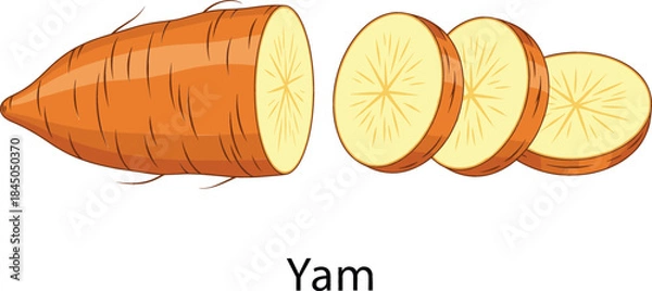 Fototapeta  Appetizing vector illustration of a freshly cut, whole brown yam tuber, displaying its orange flesh and three perfect, nutritious slices, isolated against a simple white background.
