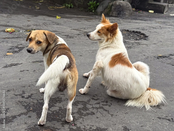 Obraz two dogs playing