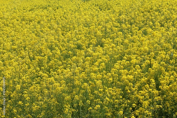 Fototapeta 菜の花畑