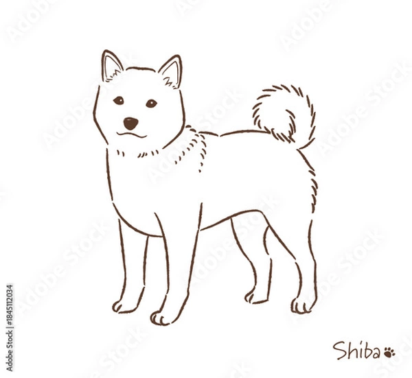 Obraz 手描きの柴犬線画_ベクターイラスト