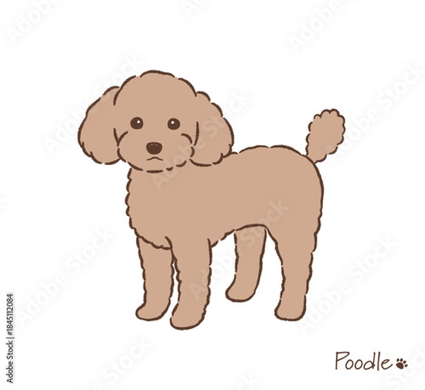 Obraz 手描きのトイプードル_ベクターイラスト