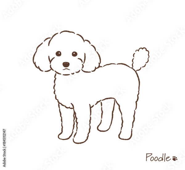 Obraz 手描きのトイプードル線画_ベクターイラスト