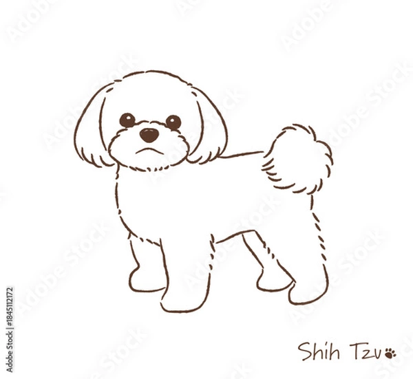 Obraz 手描きのシーズー線画_ベクターイラスト