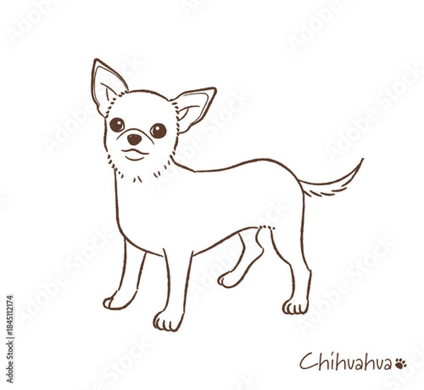 Obraz 手描きのチワワ線画_ベクターイラスト