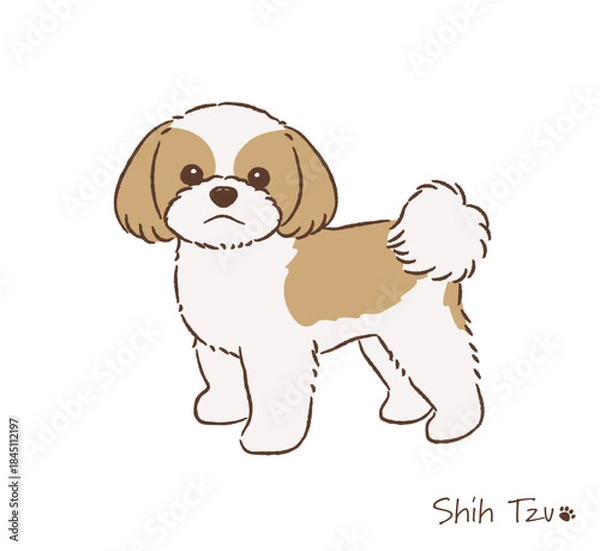 Obraz 手描きのシーズー_ゴールド＆ホワイト_ベクターイラスト