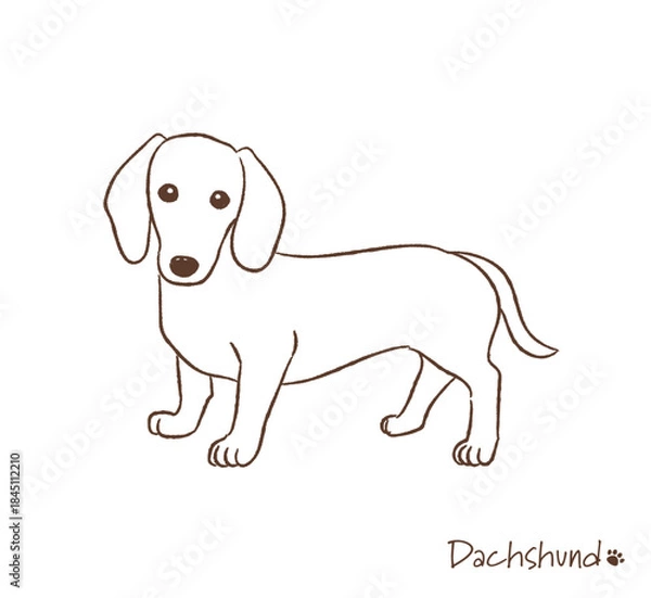 Obraz 手描きのダックスフント線画_ベクターイラスト
