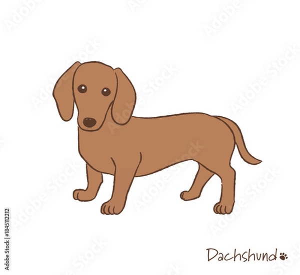 Obraz 手描きのダックスフント_ベクターイラスト