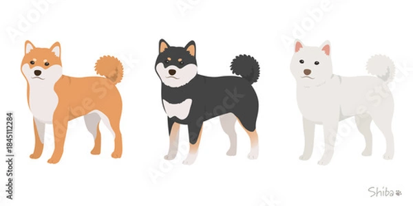 Obraz 柴犬3色セット_首輪なし_ベクターイラスト