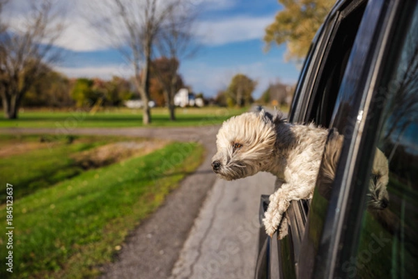 Obraz Fluffy dog leaning out of a car window on a sunny day in a typical American suburb, enjoying the wind and freedom while riding through a quiet neighborhood