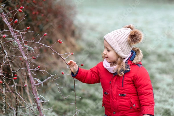 Obraz Child exploring red rosehope berries in winter.
