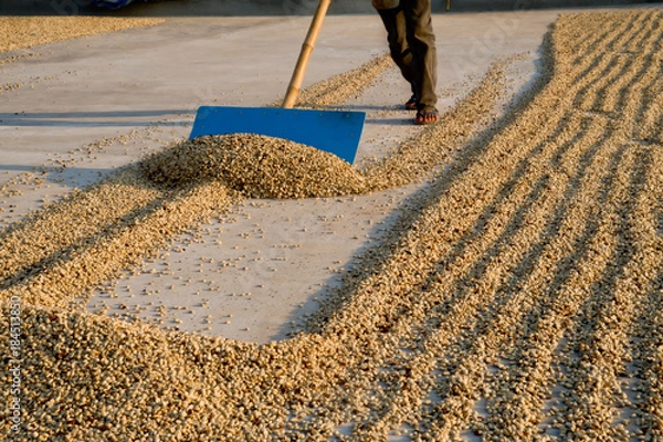 Obraz Drying Coffee Beans