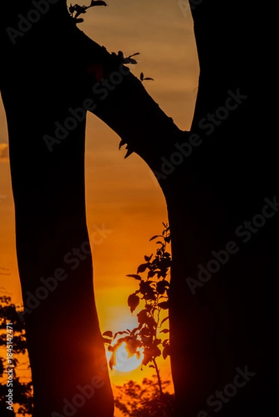 Fototapeta sunset over the forest 