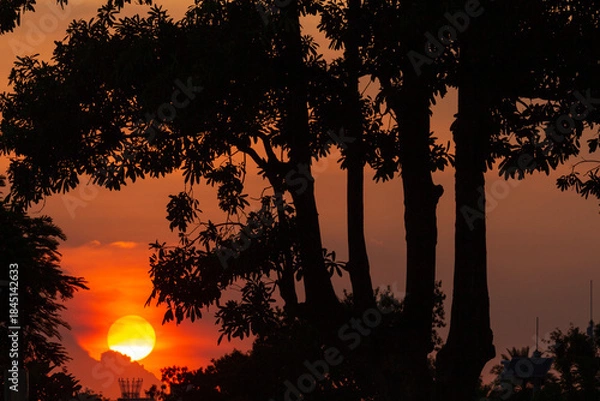 Fototapeta sunset over the forest 