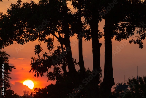 Fototapeta sunset over the forest 