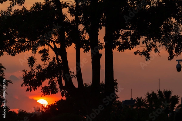 Fototapeta sunset over the forest 