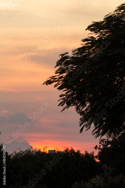 Fototapeta sunset over the forest 
