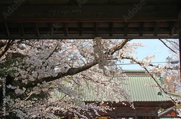 Fototapeta ソメイヨシノ