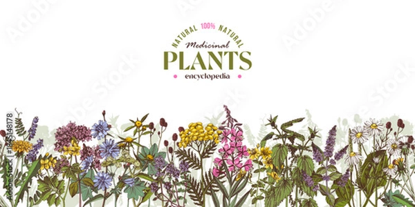 Fototapeta Medicinal plants vector seamless border